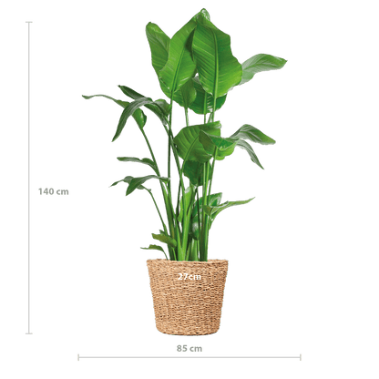 Strelitzia Nicolai XL