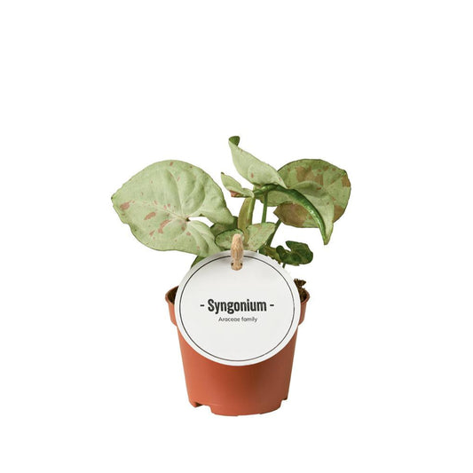 Syngonium Confetti