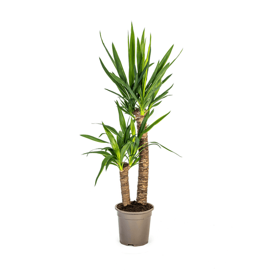 Yucca Elephantipes