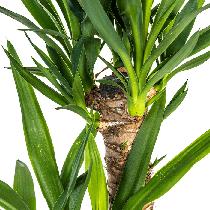 Yucca Elephantipes