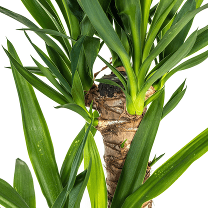Yucca Elephantipes