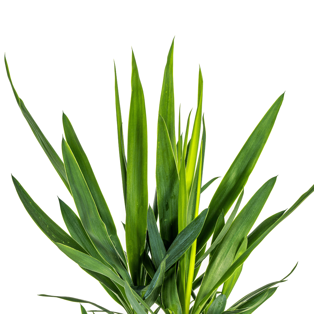 Yucca Elephantipes