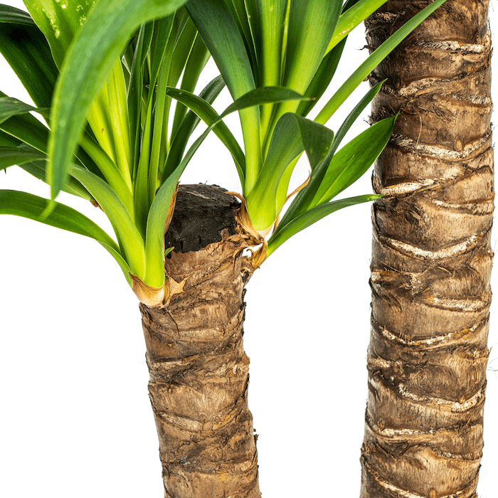 Yucca Elephantipes