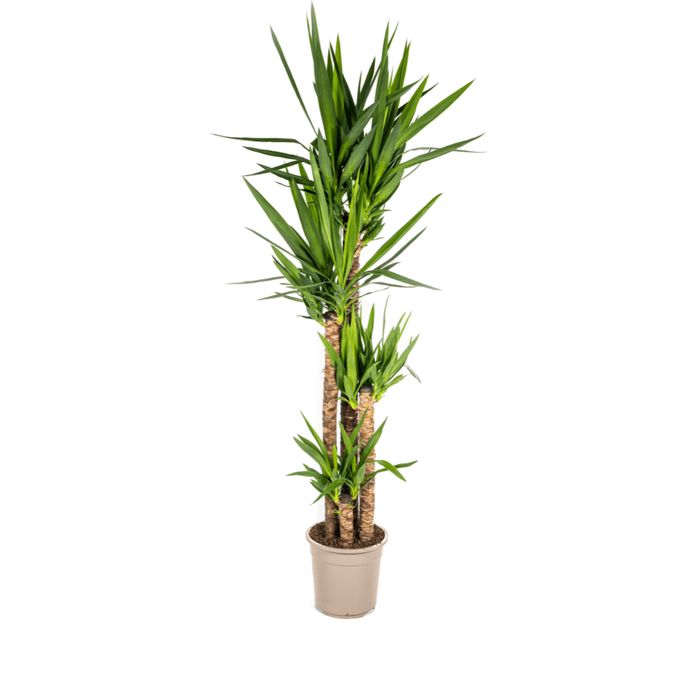 Yucca Elephantipes