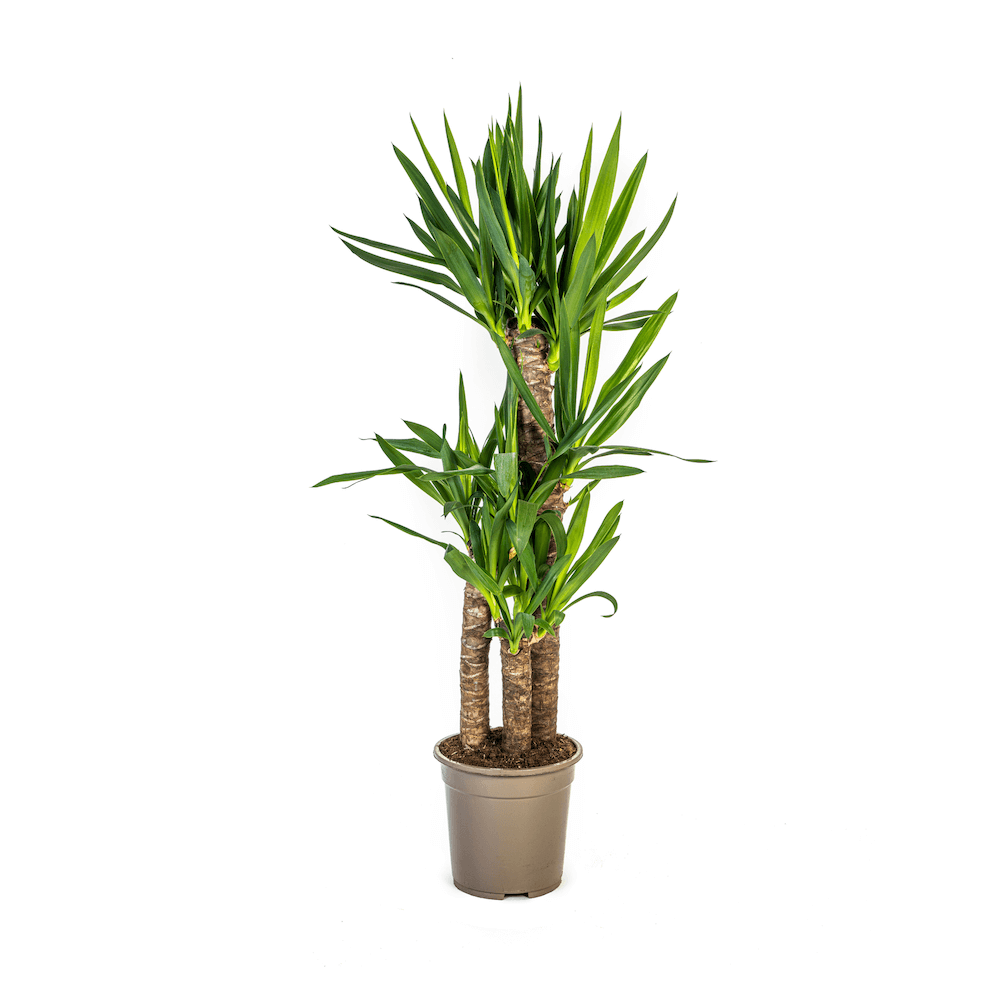 Yucca Elephantipes