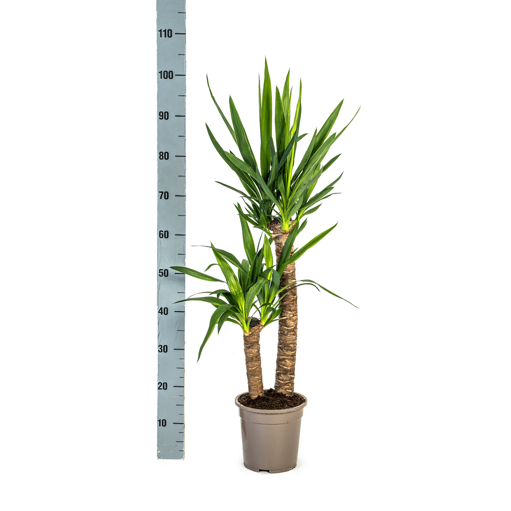 Yucca Elephantipes