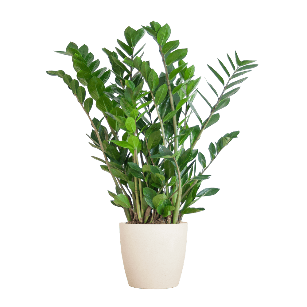 Zamioculcas Zamiifolia