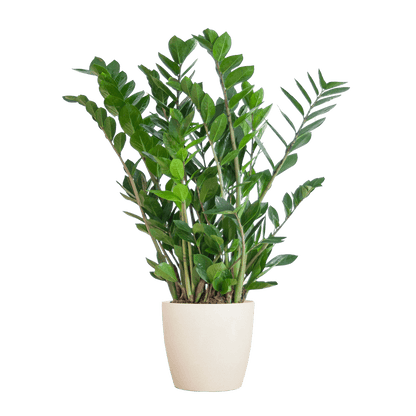 Zamioculcas Zamiifolia