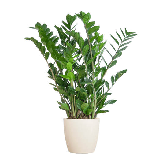 Zamioculcas Zamiifolia
