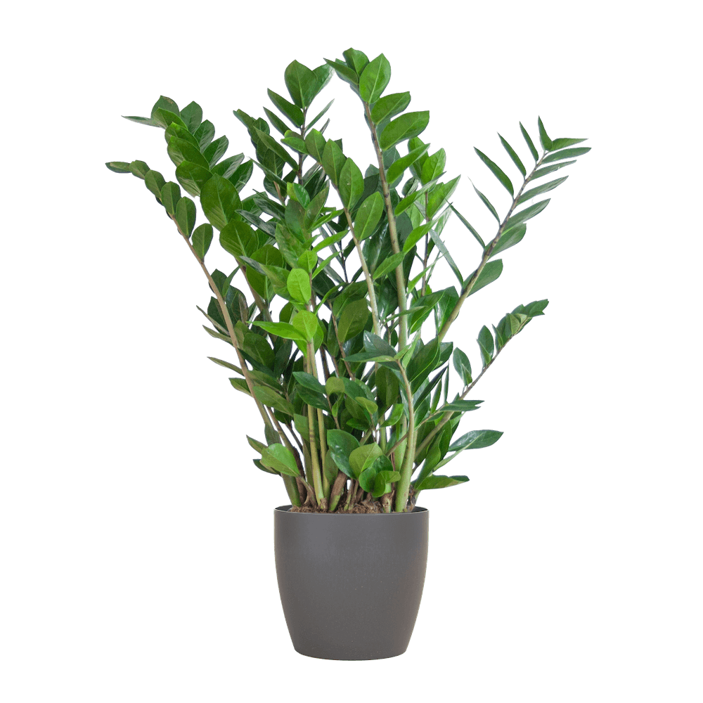 Zamioculcas Zamiifolia