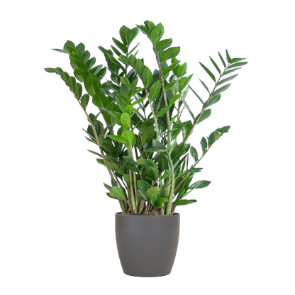 Zamioculcas Zamiifolia