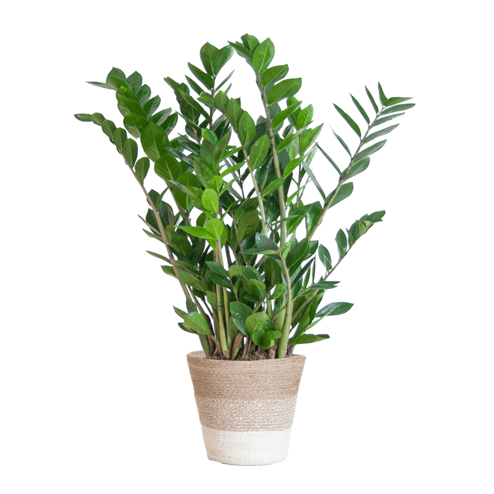 Zamioculcas Zamiifolia