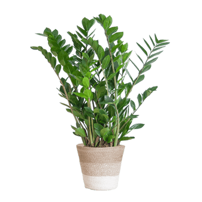Zamioculcas Zamiifolia