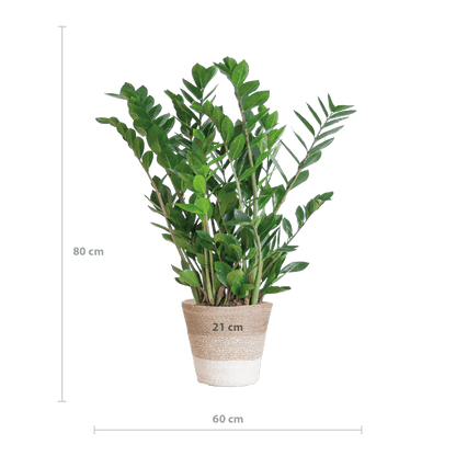 Zamioculcas Zamiifolia