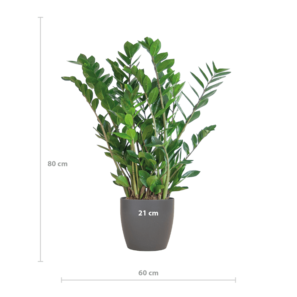 Zamioculcas Zamiifolia