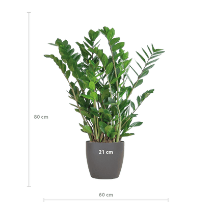 Zamioculcas Zamiifolia