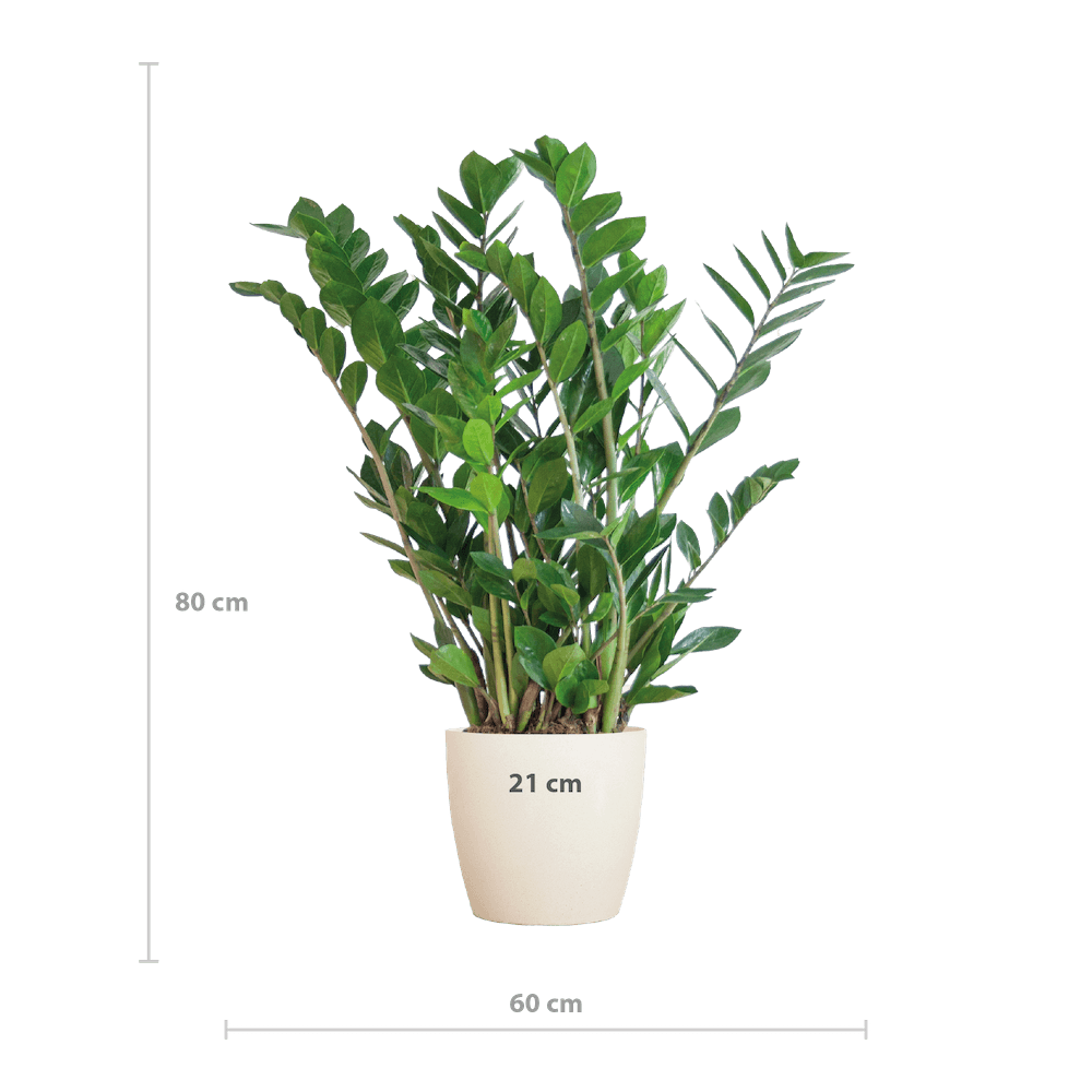 Zamioculcas Zamiifolia