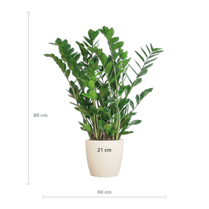 Zamioculcas Zamiifolia
