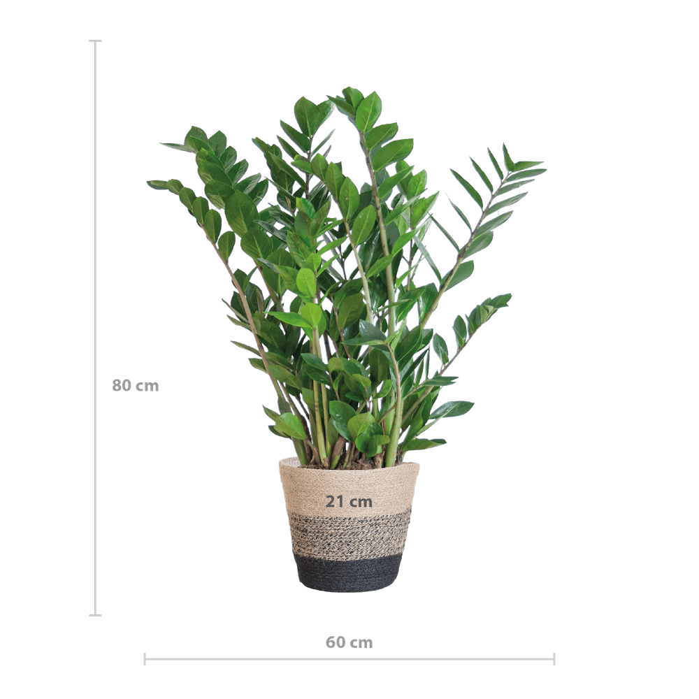 Zamioculcas Zamiifolia
