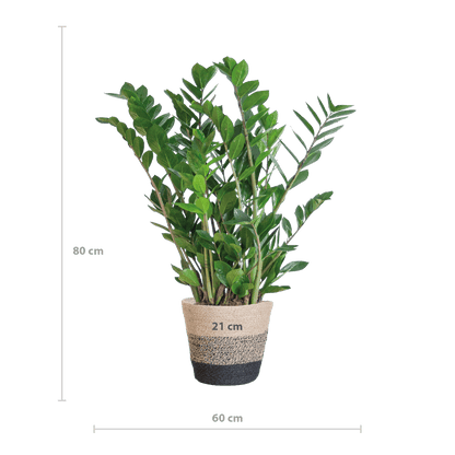 Zamioculcas Zamiifolia