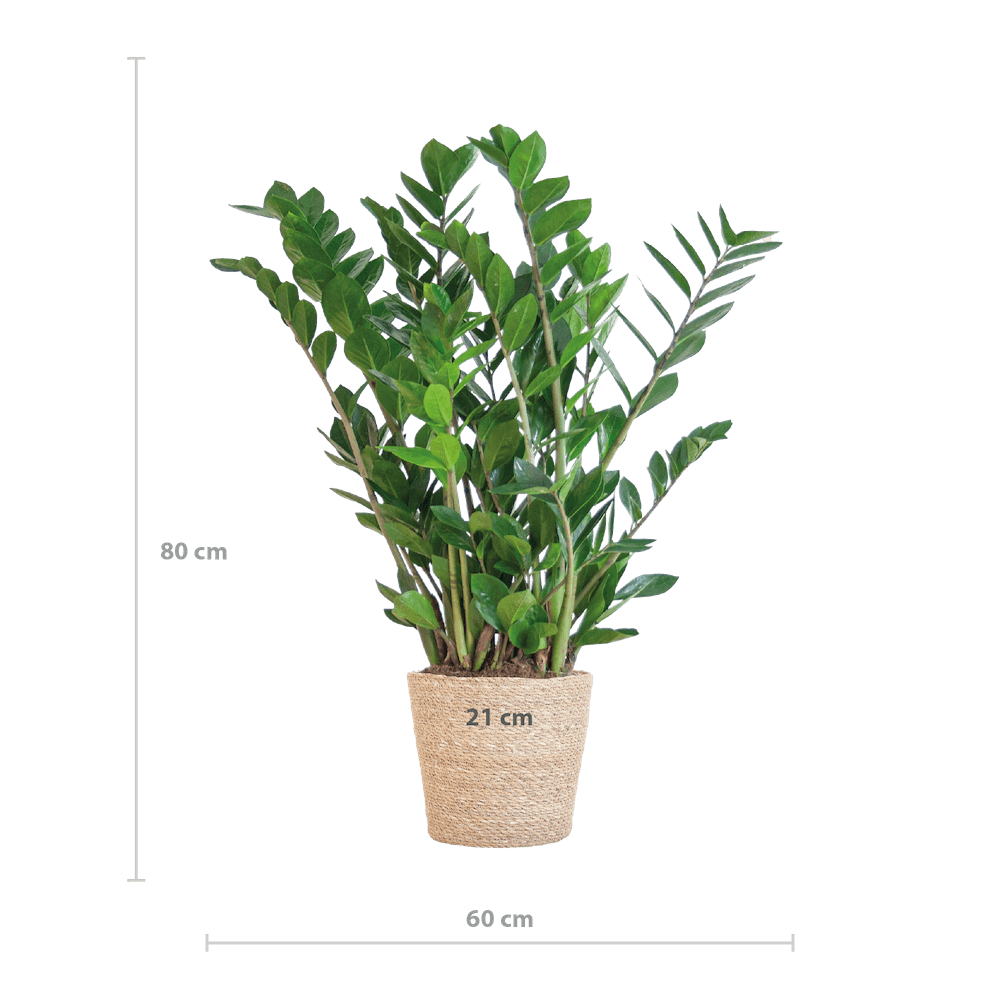 Zamioculcas Zamiifolia