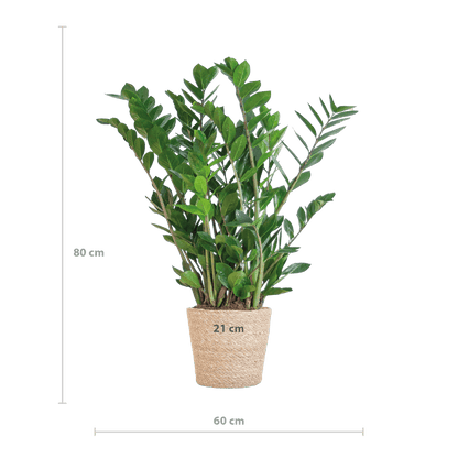 Zamioculcas Zamiifolia