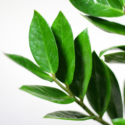 Zamioculcas Zamiifolia