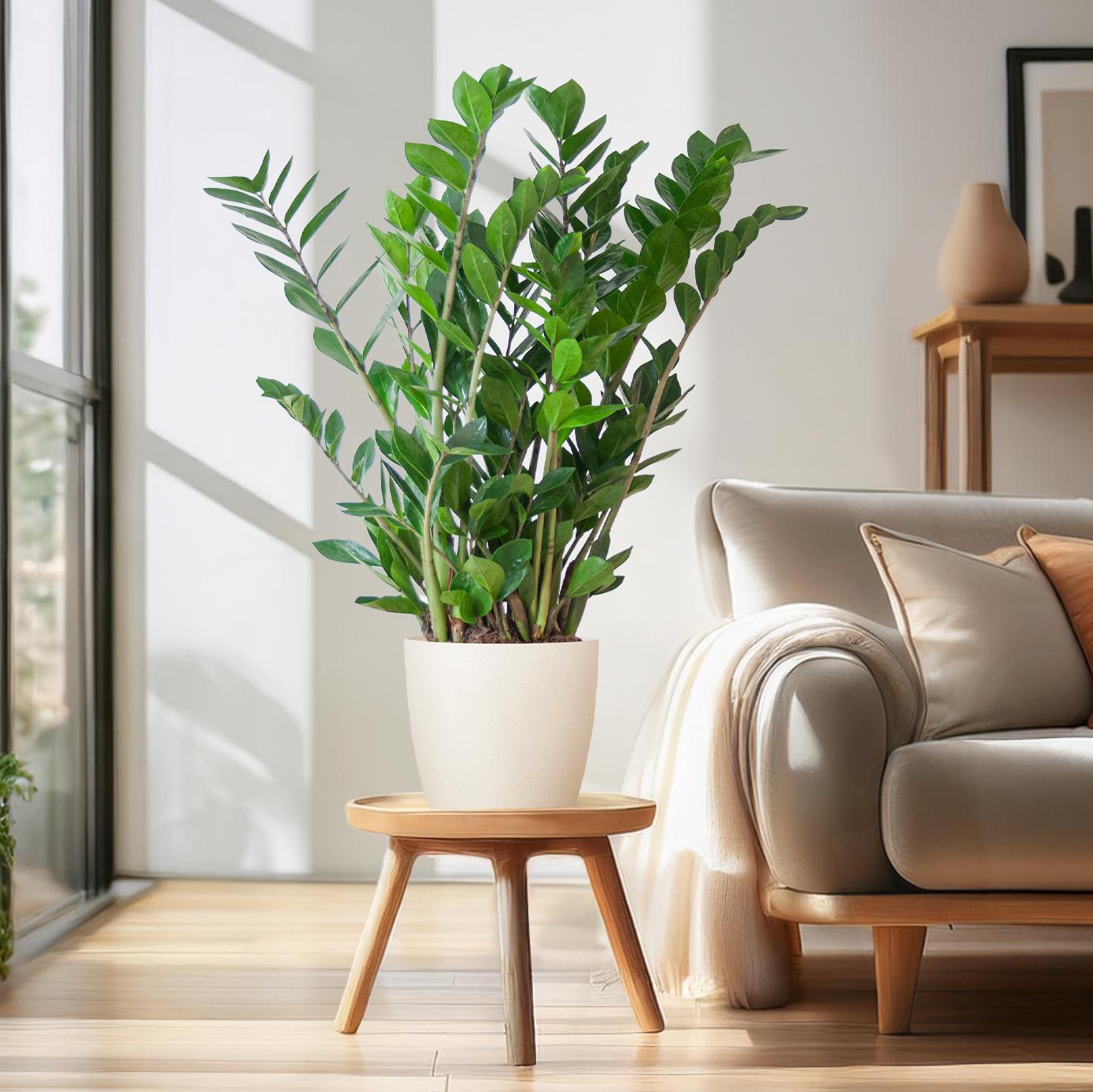 Zamioculcas Zamiifolia