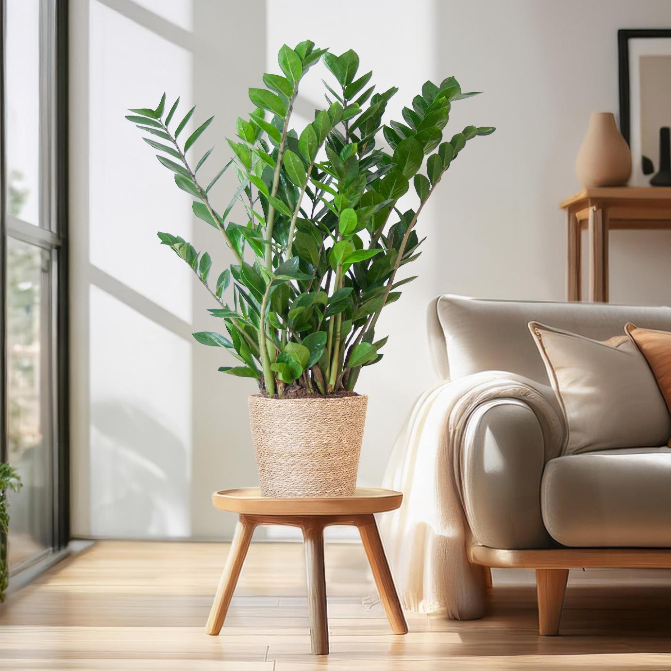 Zamioculcas Zamiifolia