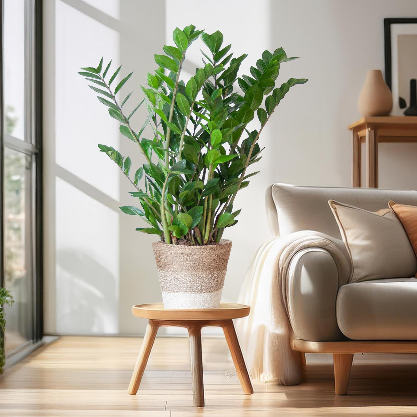 Zamioculcas Zamiifolia