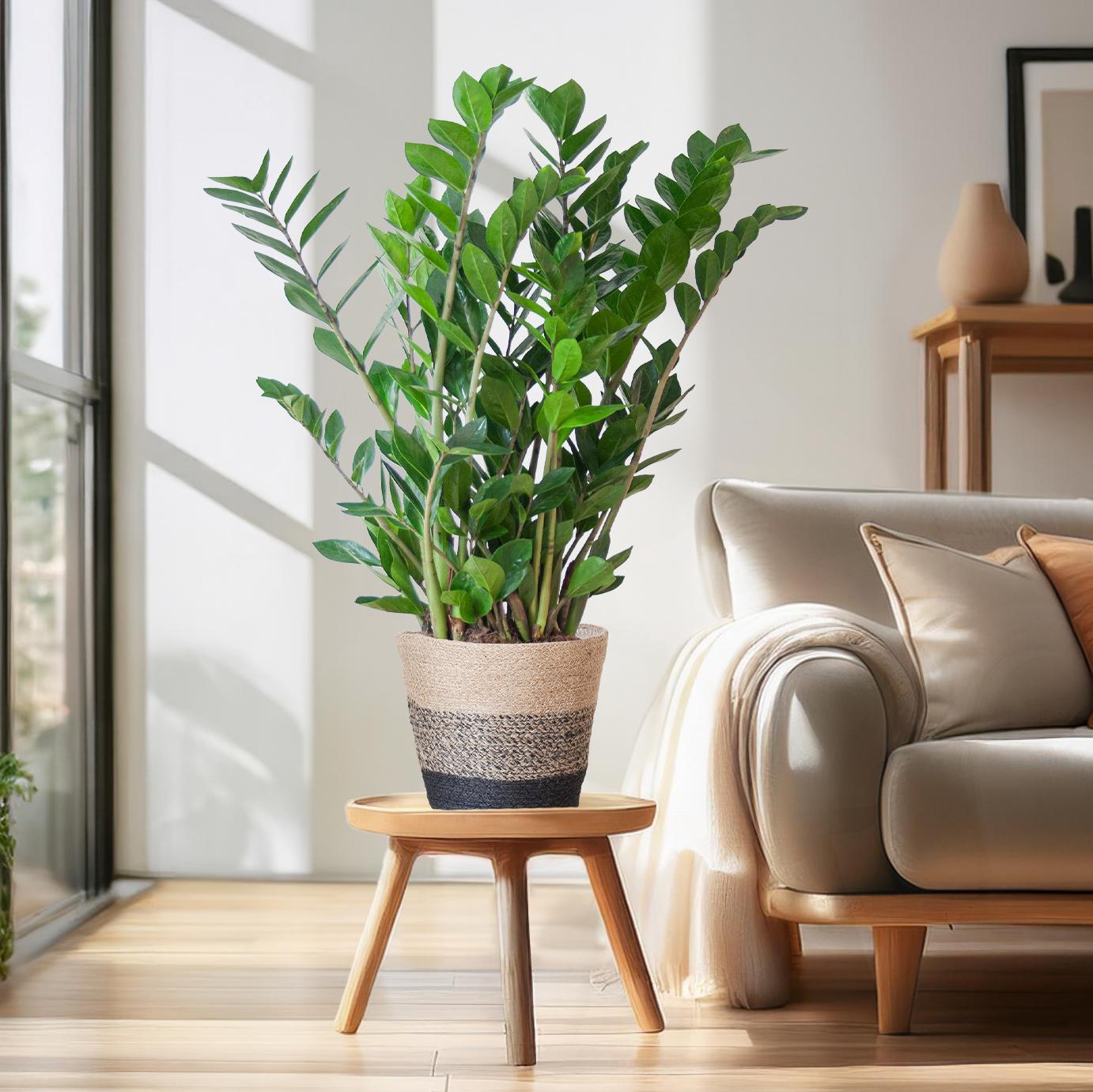 Zamioculcas Zamiifolia