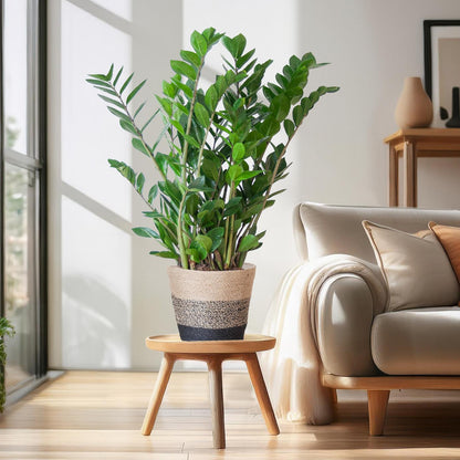 Zamioculcas Zamiifolia