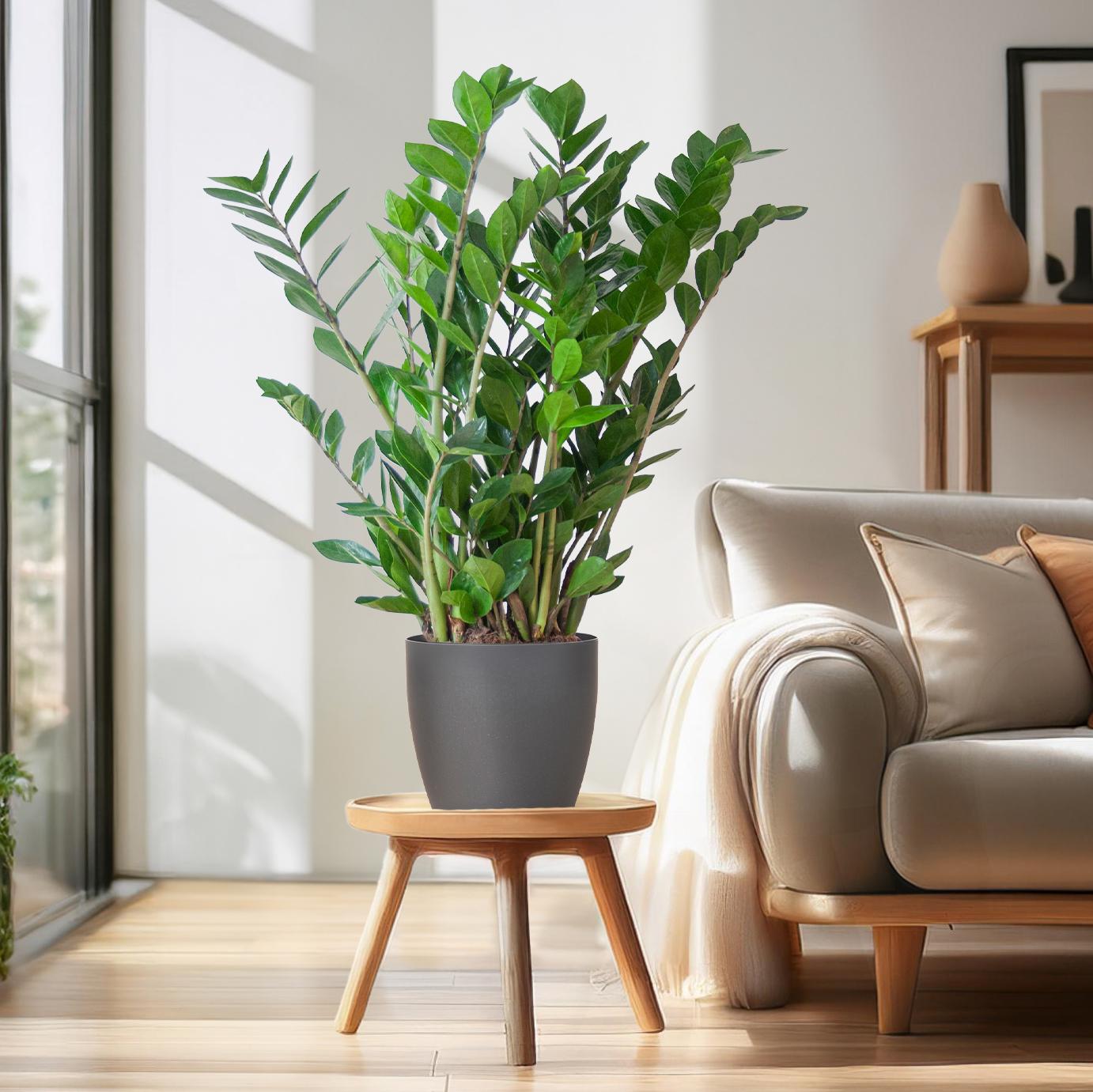 Zamioculcas Zamiifolia