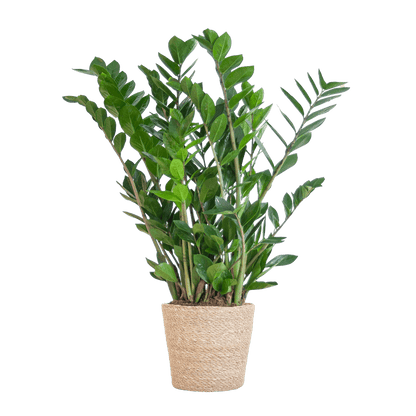 Zamioculcas Zamiifolia