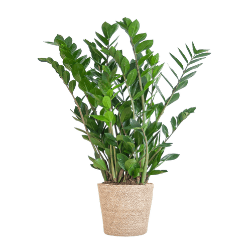 Zamioculcas Zamiifolia