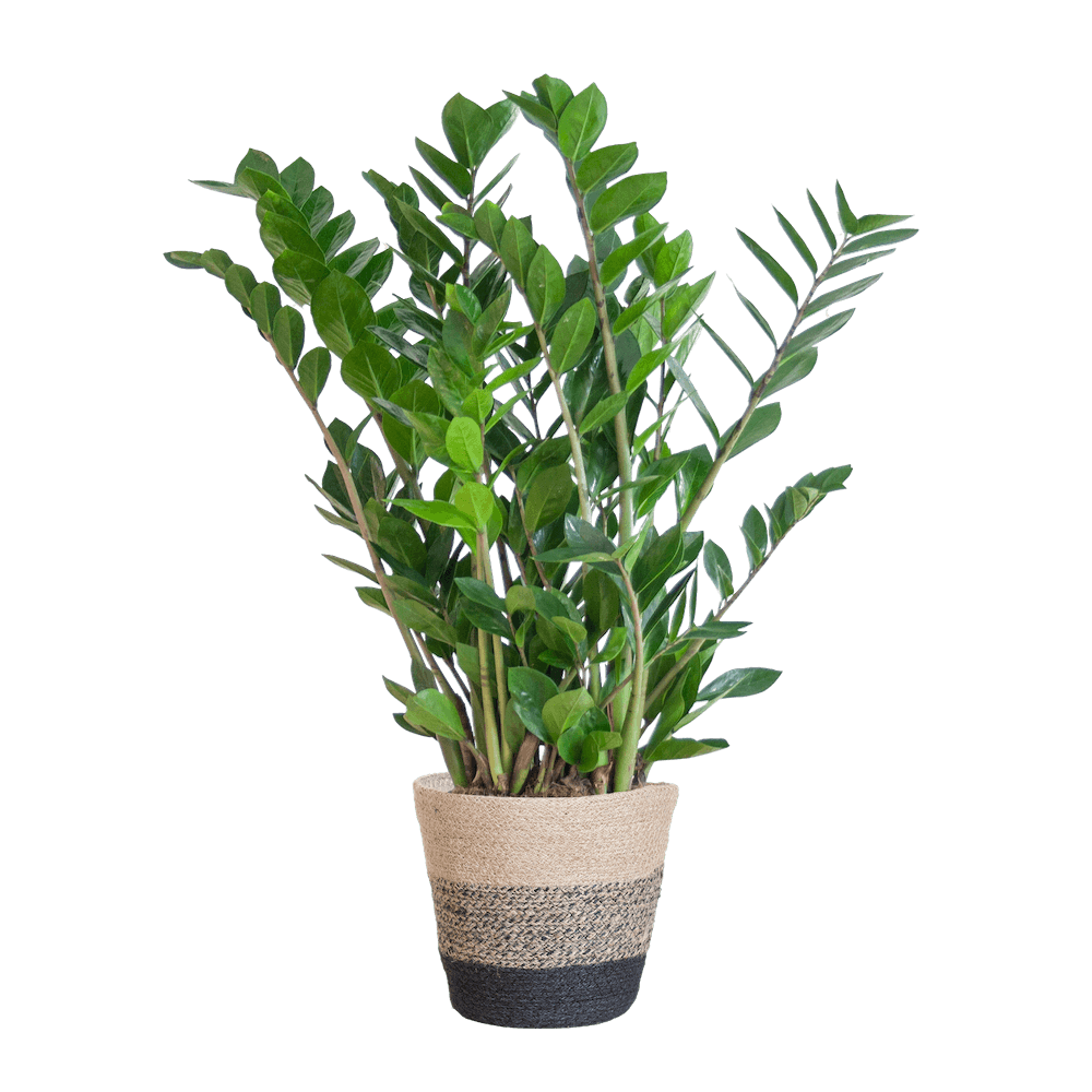 Zamioculcas Zamiifolia