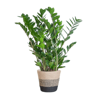 Zamioculcas Zamiifolia