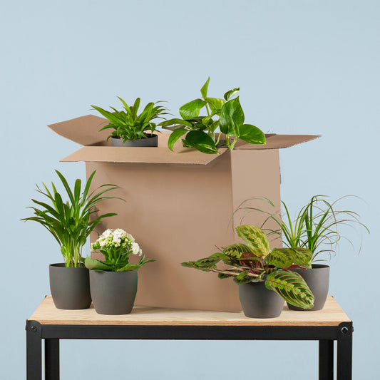 Zimmerpflanzen 6er Set