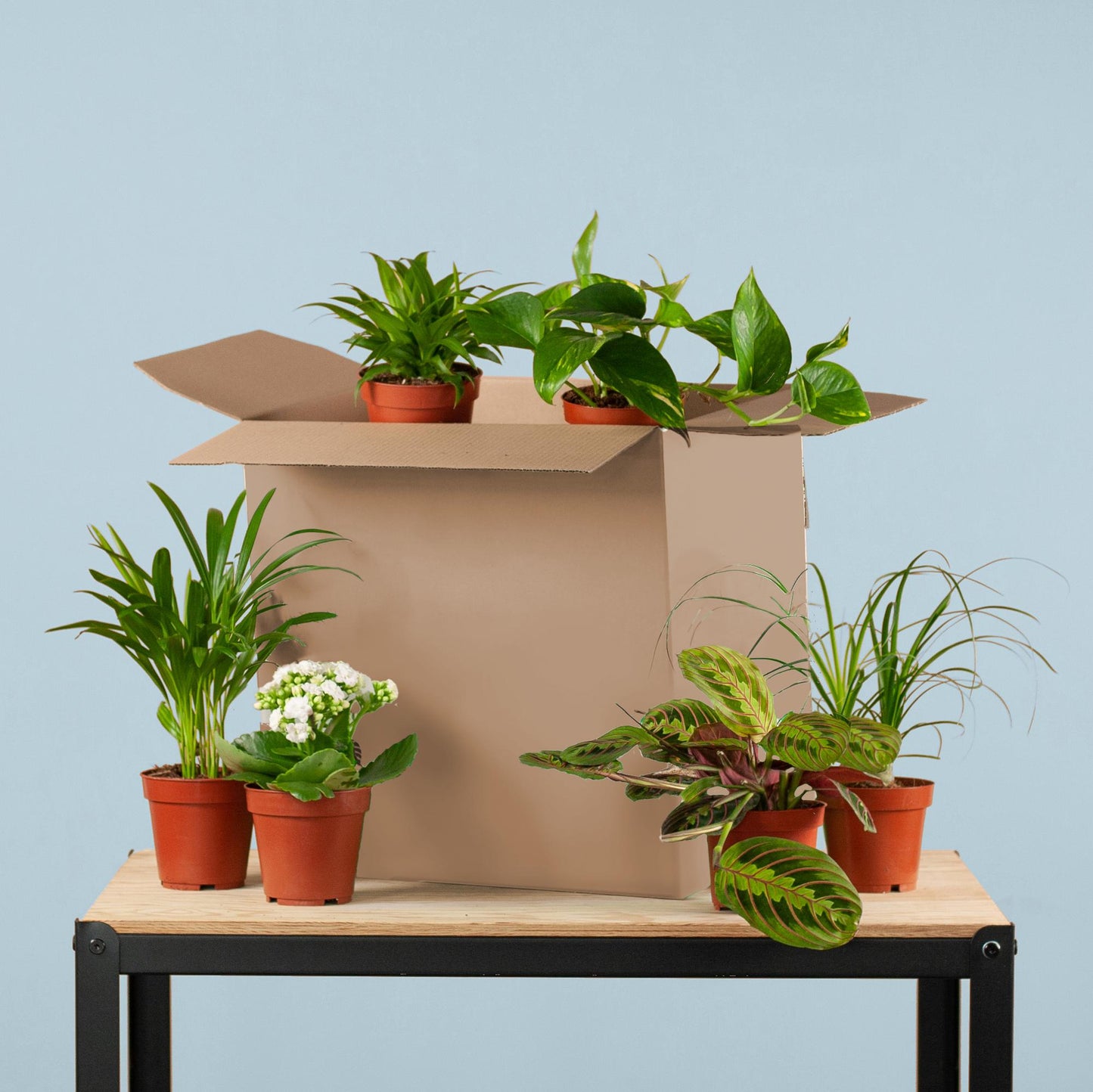 Zimmerpflanzen 6er Set