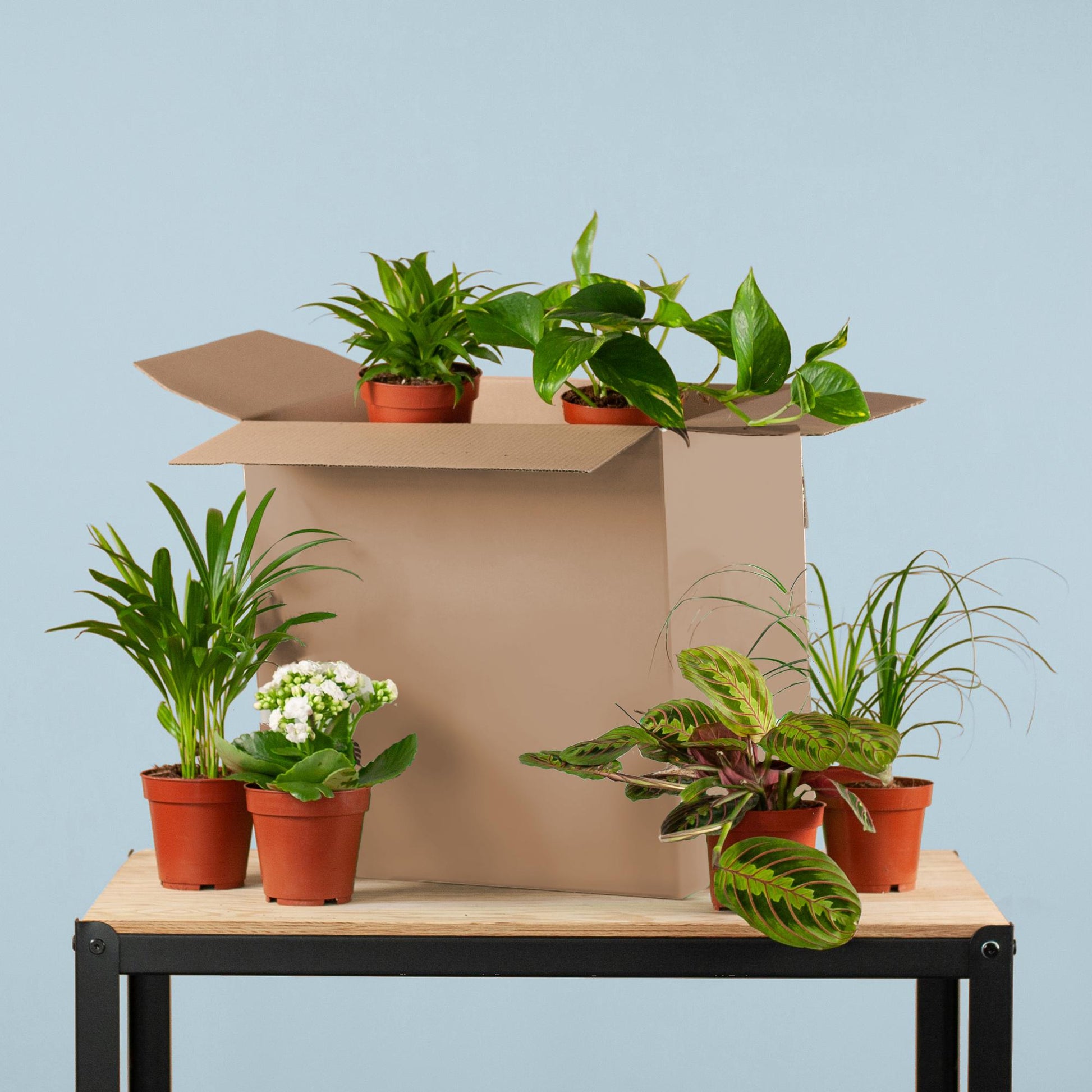 Zimmerpflanzen 6er Set