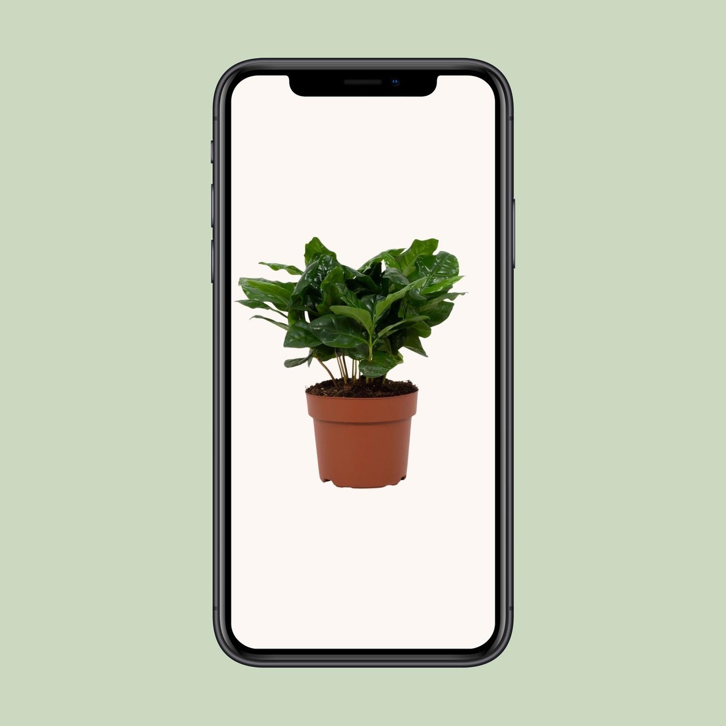 Coffea Arabica