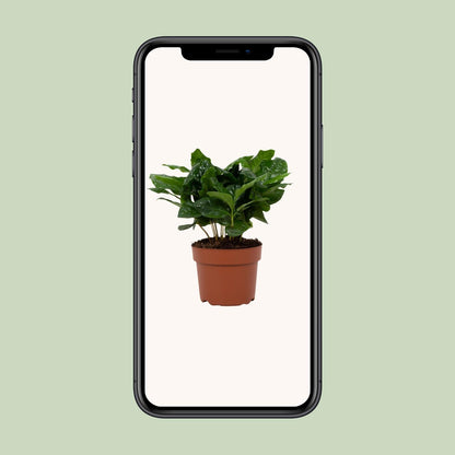 Coffea Arabica